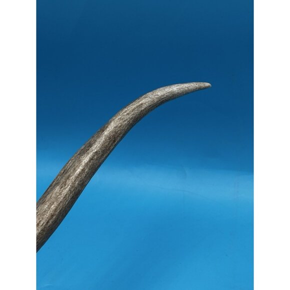 Rustic Mounted Deer Antler Display – Cabin Decor, Shed Antler on Wood Base - Picture 8 of 9